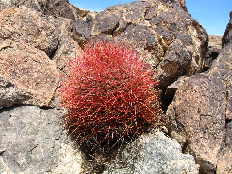 Ferocactus cylindraceus, 49 Palms Trail 7424 RobbHannawacker