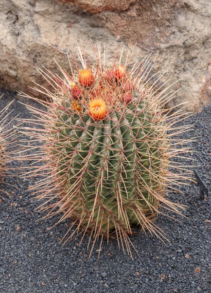 Ferocactus echidne 03