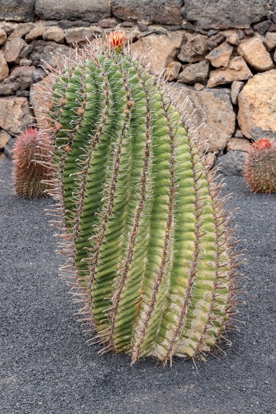 Ferocactus herrerae 001