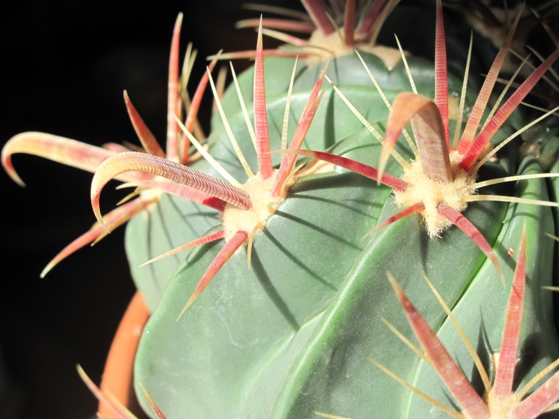 Ferocactus recurvus D2009 spines
