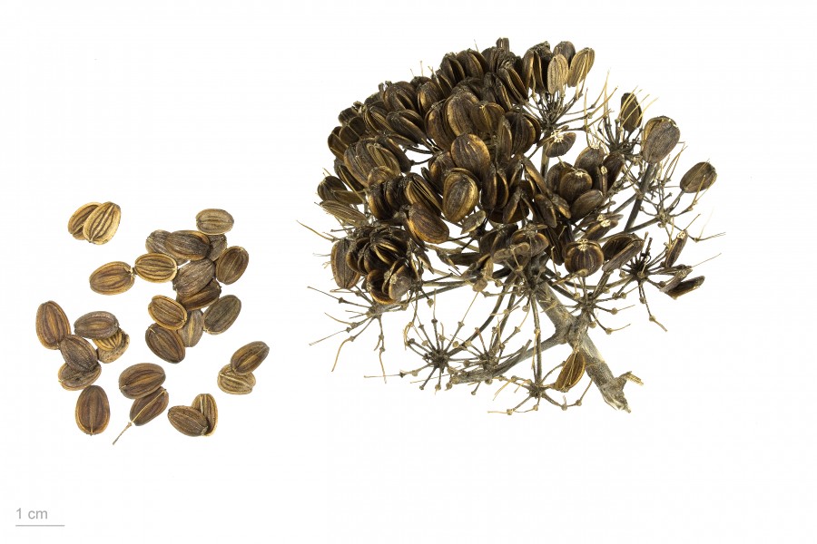 Ferula communis MHNT.BOT.2008.1.11
