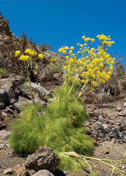 Ferula linkii LC0214