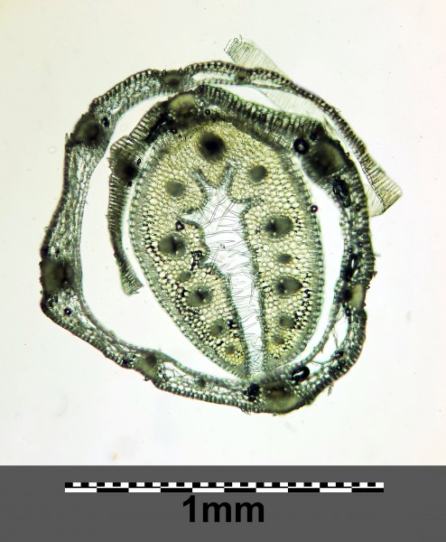 Festuca vaginata sl25