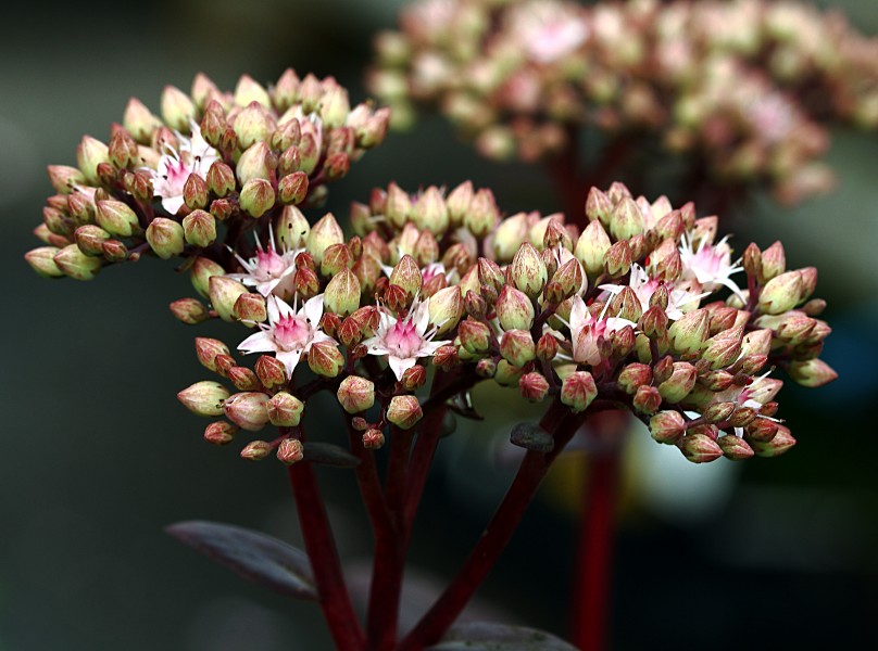 Fetthenne, Sedum Hybride, Matrona 7295