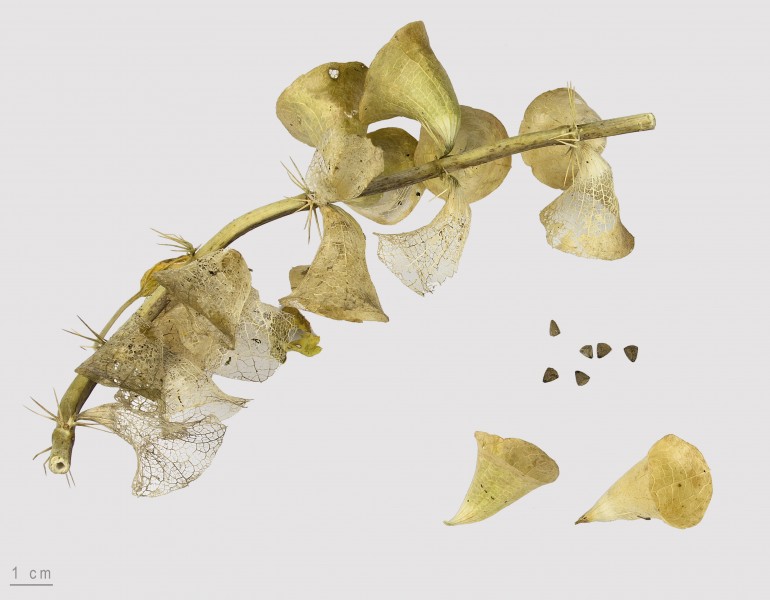 Fichier Moluccella laevis MHNT.BOT.2015.2.44