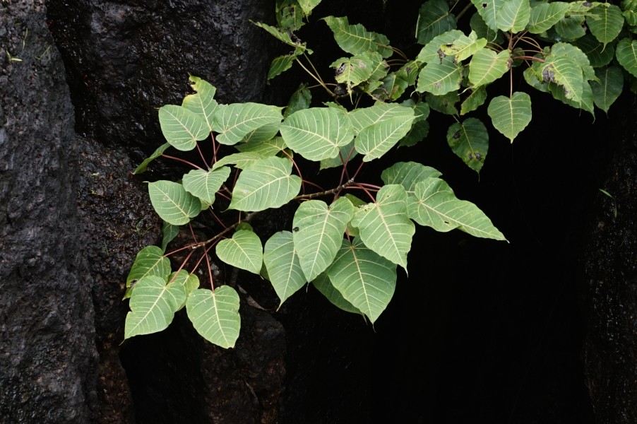 Ficus arnottiana 0369
