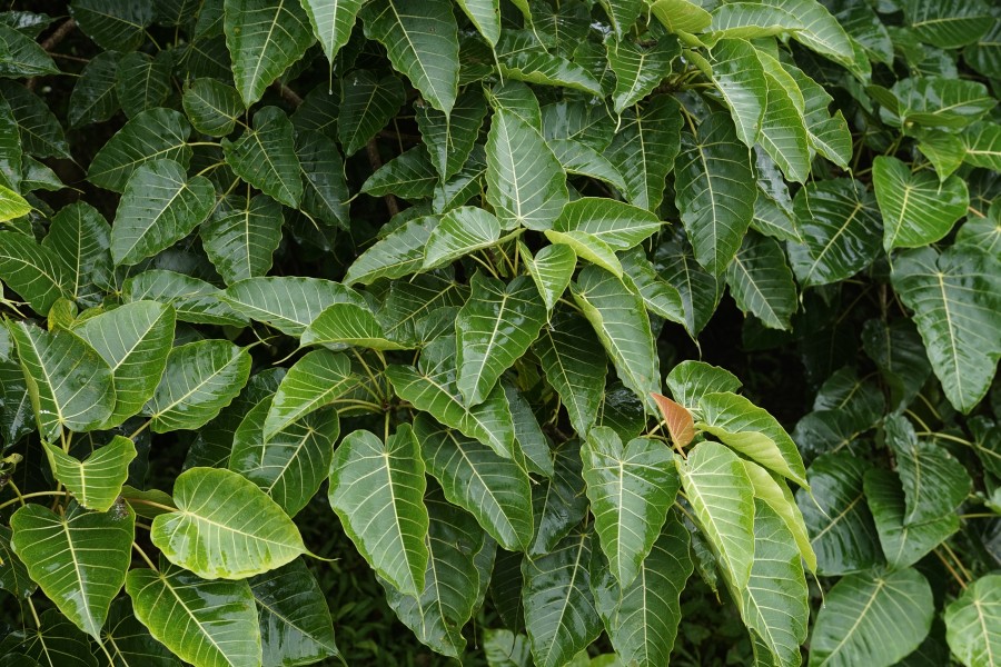 Ficus arnottiana 0725
