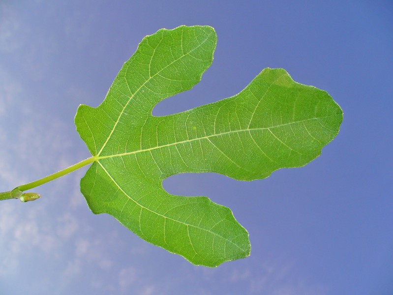 Ficus carica 008