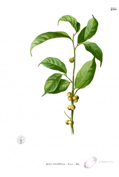 Ficus heteropleura Blanco2.255
