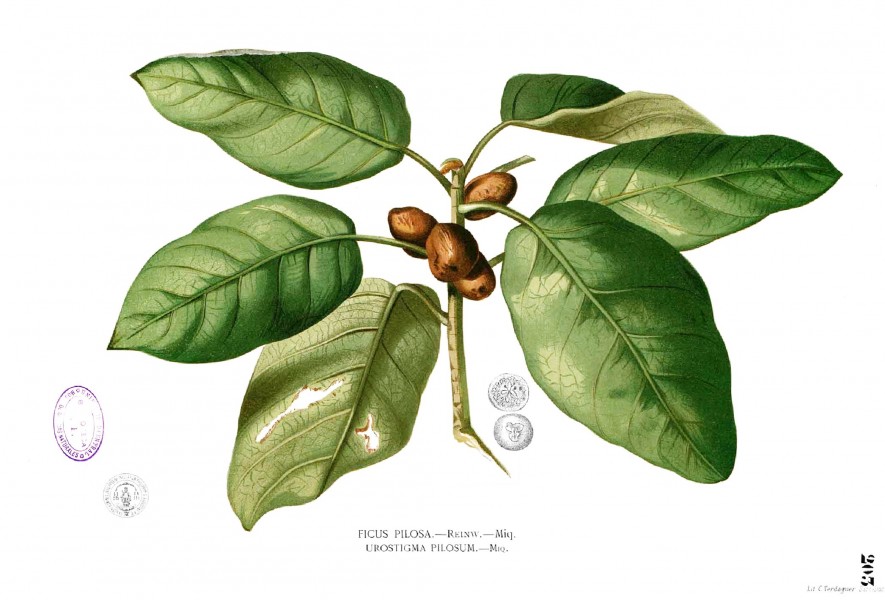 Ficus pumila Blanco1.203