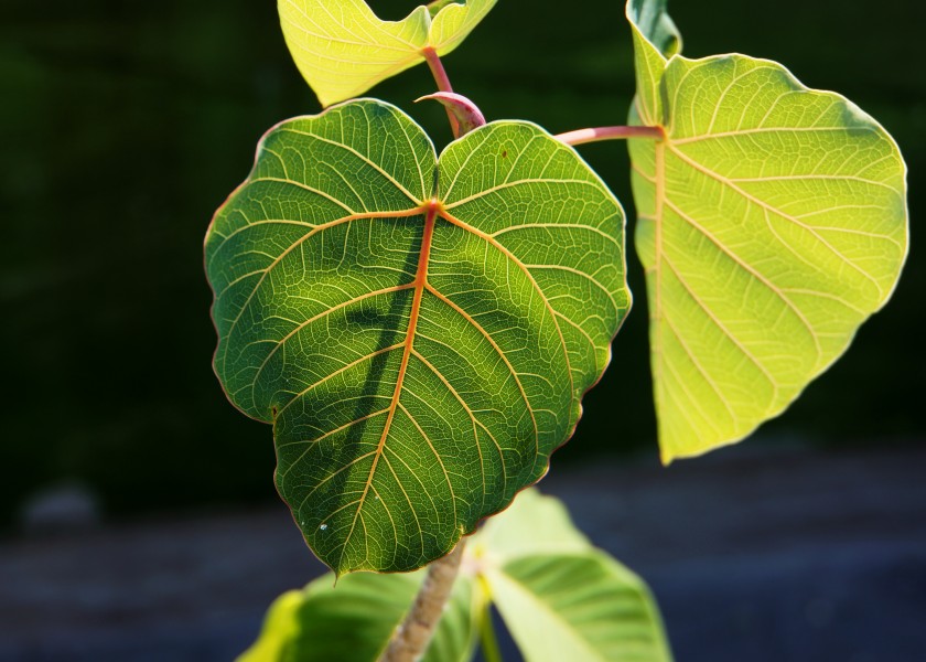 Ficus sp. 榕屬植物 - panoramio