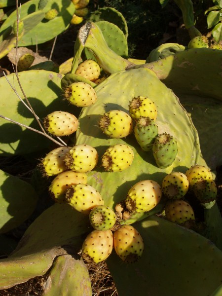 Figa de moro 03