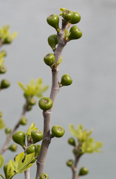 Figs - İlek 01