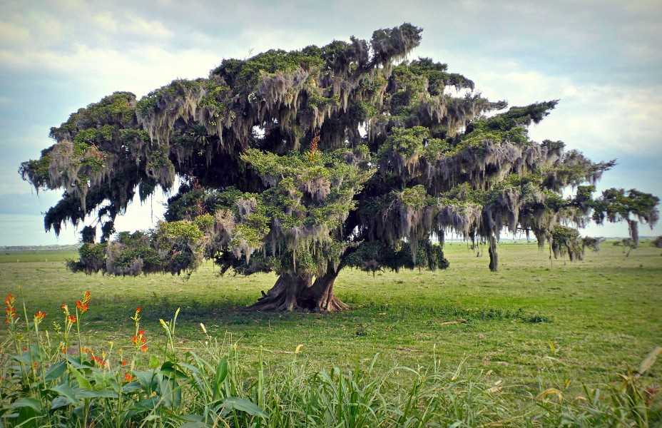 Figueiras (Ficus organensis) 5