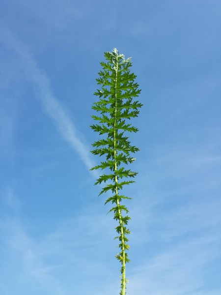 Filipendula vulgaris sl6