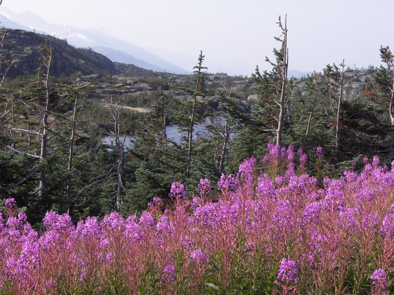 Fireweed on the Klondike Highway, British Columbia 5