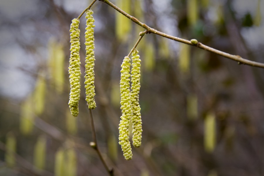 First signs of spring (3313522827)