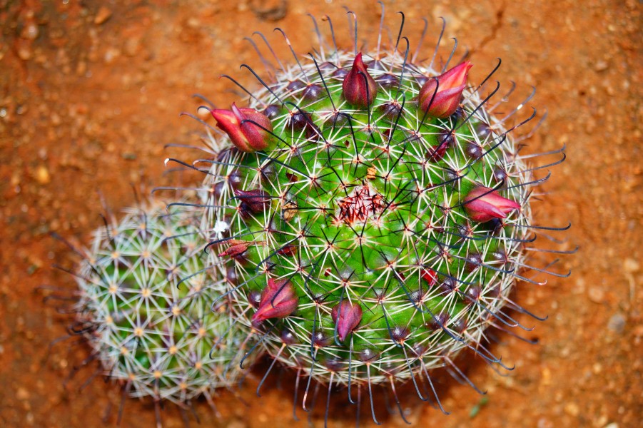 Fish hook Cactus With seeds