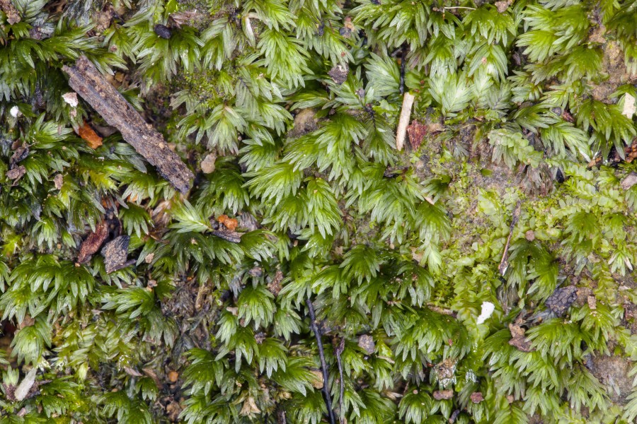 Fissidens pallidus (20054413539)
