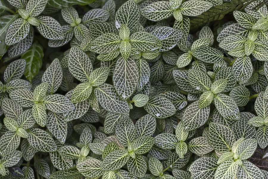 Fittonia verschaffeltii, Jardín Botánico de Múnich, Alemania, 2013-01-27, DD 01