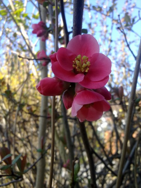 Fleur de 