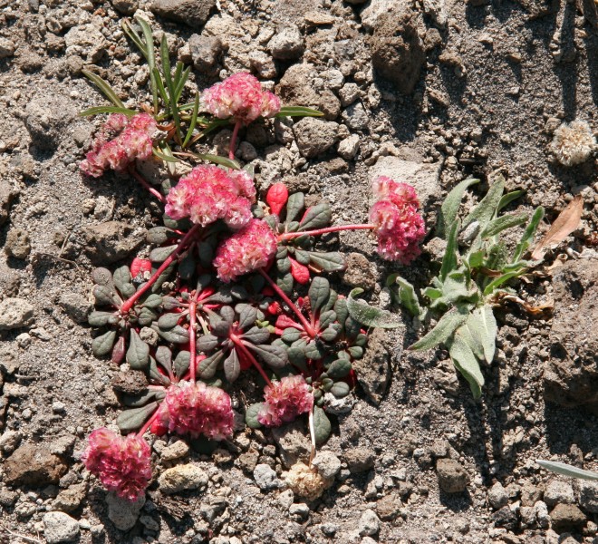 Flickr - brewbooks - Cistanthe umbellata