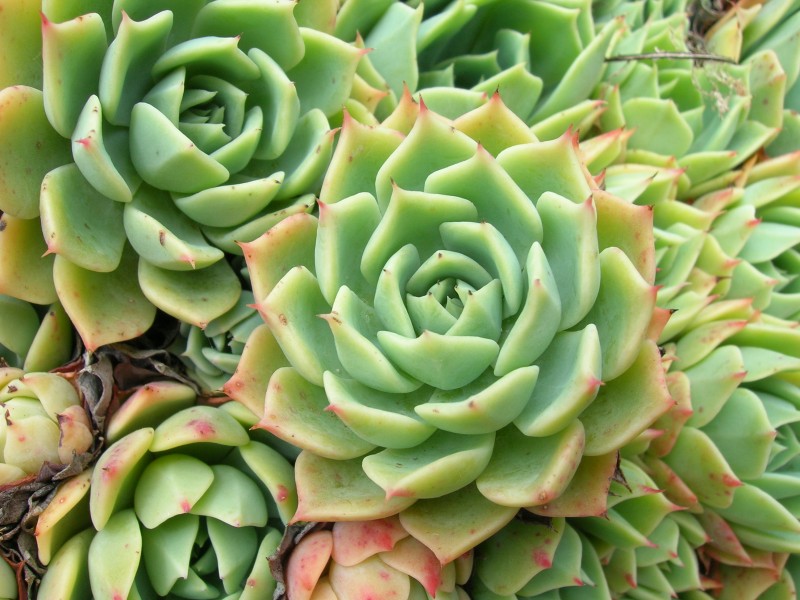 Flickr - brewbooks - Echeveria Crassulaceae (2)