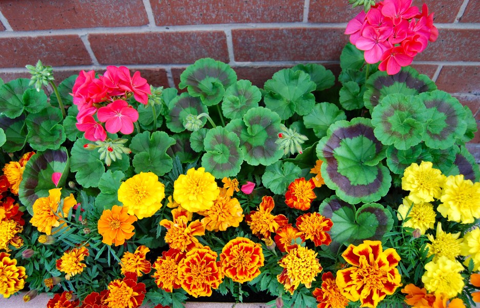 Flickr - ronsaunders47 - TROUGH OF BLOOMS .1