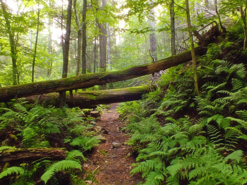Flickr - Nicholas T - Snyder-Middleswarth Natural Area (7)