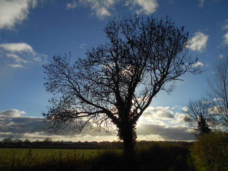Flock of starlings in tree, Somerton, Somerset 01