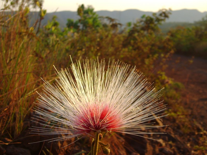 Flor Calliandra do Cerrado no Parque Nacional da Chapada dos Veadeiros