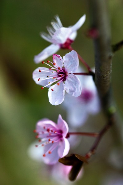 Flor da cerdeira. Cherry Flower. Prunus cerasus