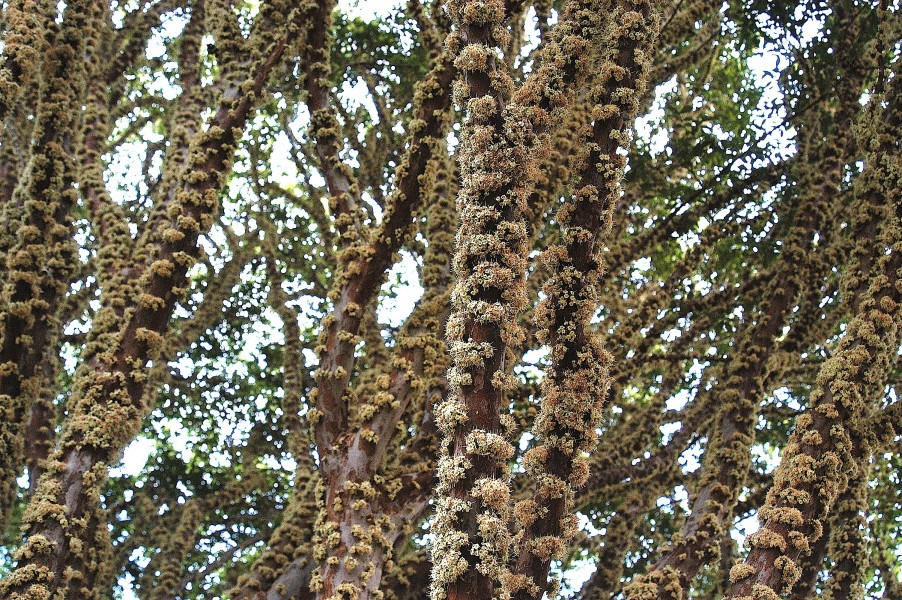 Flor de jabuticaba4