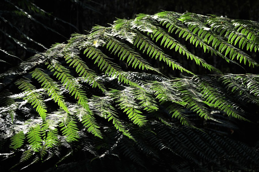 Flora Mount Field 2