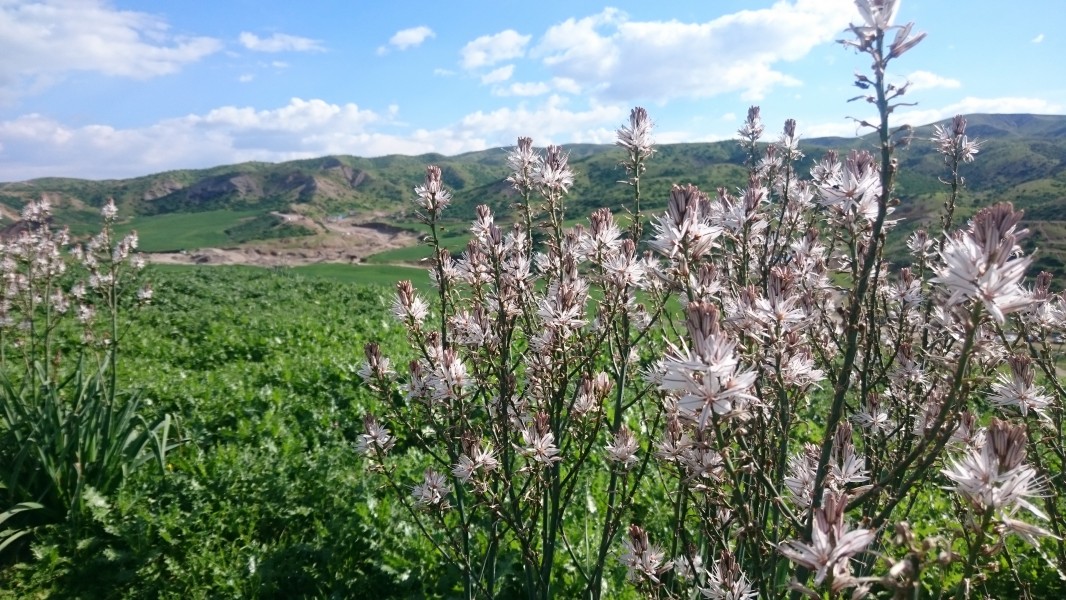 Flora of Hanara