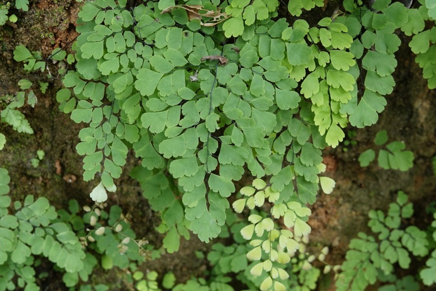 Flora of Wayanad 0112