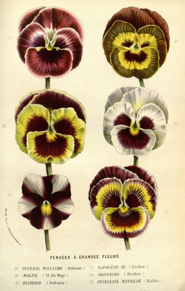 Flore des serres v14 277a