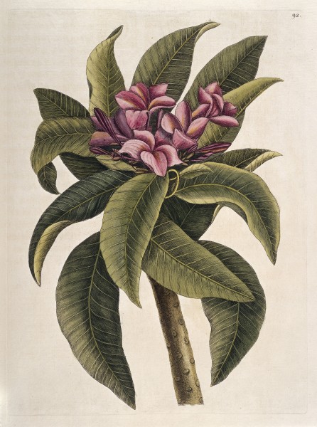 Flower and leaves of the Plumeria tree, America, 1731 Wellcome L0035349