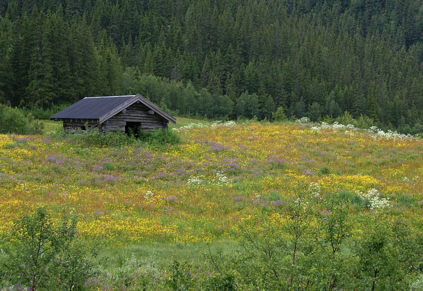 Flower meadow - 2 (2689184078)