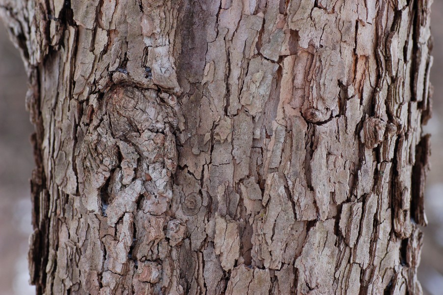 Flowering Dogwood Cornus florida 'First Lady' Bark Detail 3008px