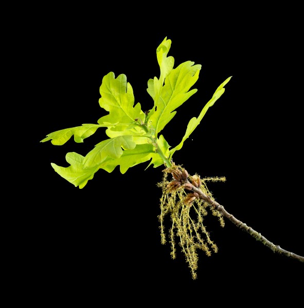 Flowering Oak
