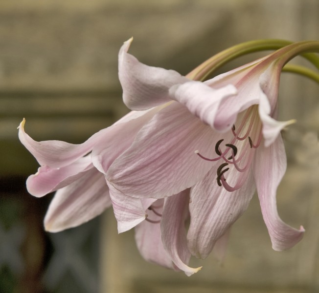 Flowers at Nymans Garden (6983347678)