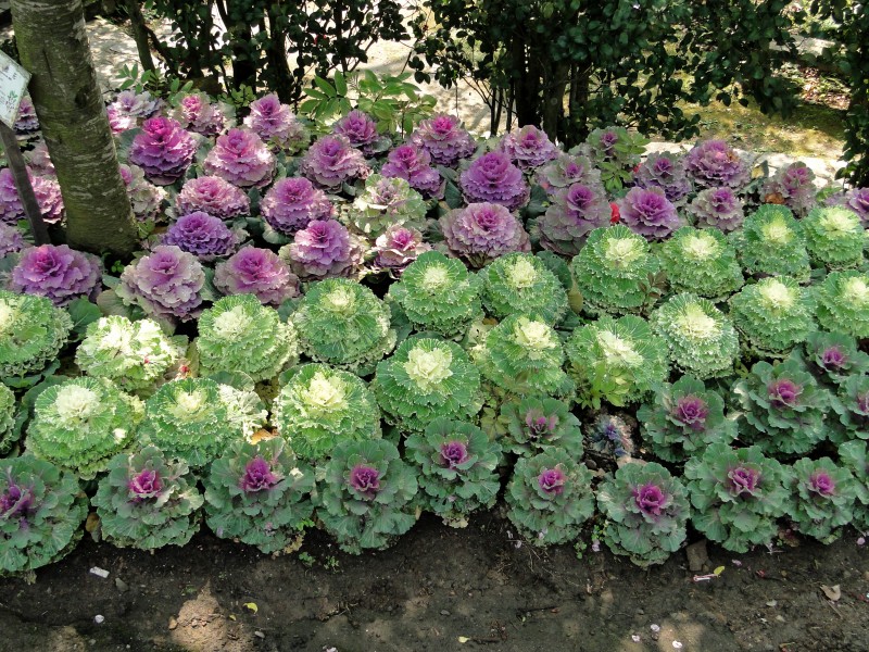Flowers in Yangmingshan Park 02