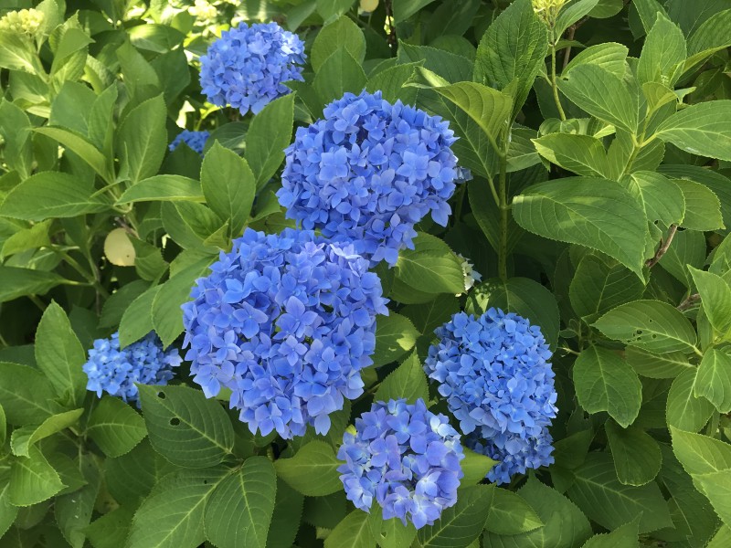 Flowers of Hydrangea macrophylla 20180602-2