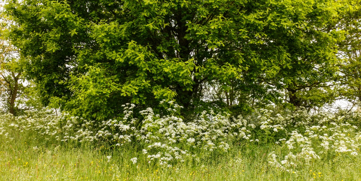 Fluitenkruid (Anthriscus sylvestris). Locatie, Natuurterrein De Famberhorst
