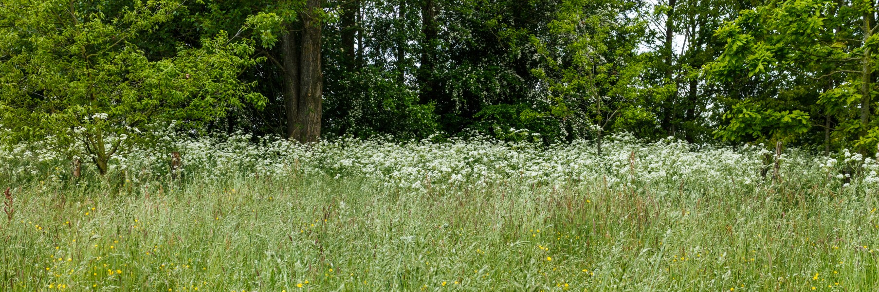 Fluitenkruid (Anthriscus sylvestris). Locatie, Natuurterrein De Famberhorst 02