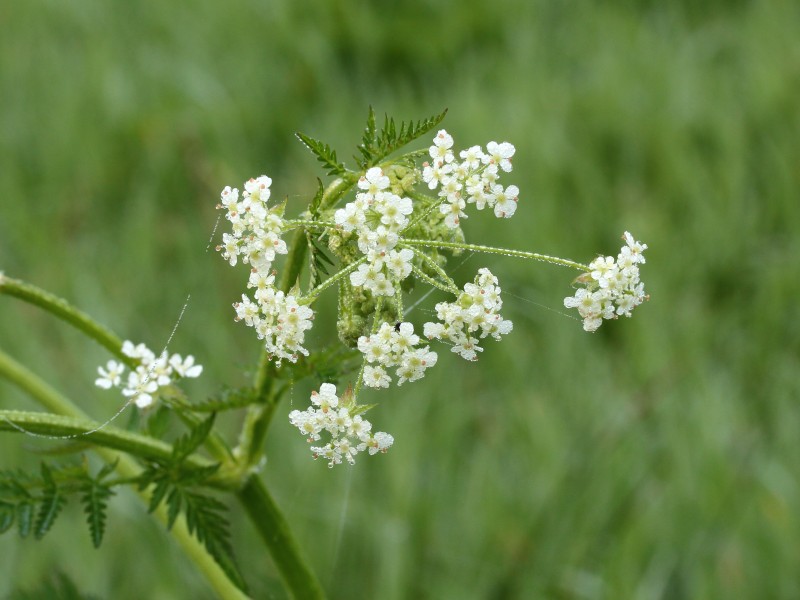 Fluitenkruid (Anthriscus sylvestris)