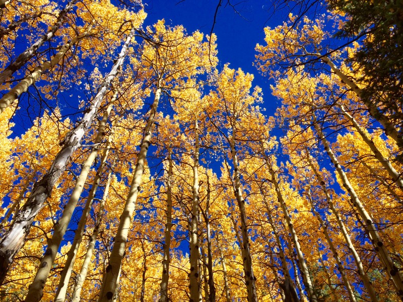 FoCo Trees