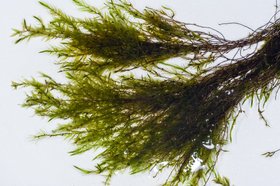 Fontinalis hypnoides (fontinalis moss) (7077305247)