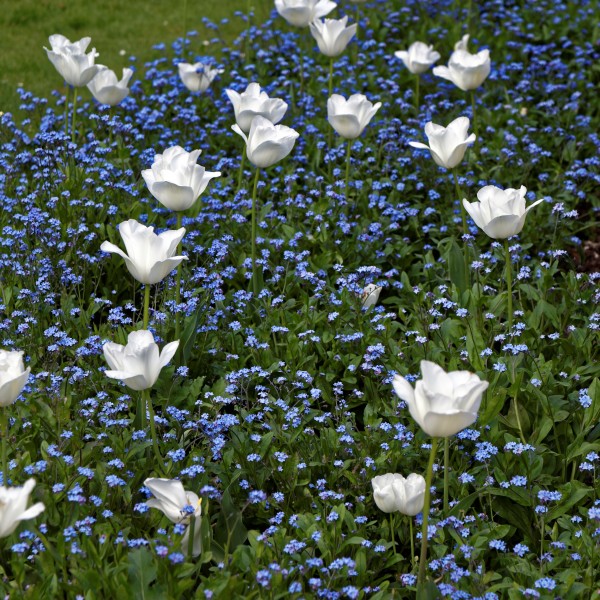Forget-me-nots and white tulips at Quex House Birchington Kent England